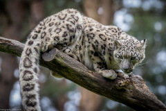 Wildpark Lüneburger Heide Juni 2016 Wildpark Lüneburger Heide Juni 2016