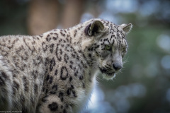 Wildpark Lüneburger Heide Juni 2016 Wildpark Lüneburger Heide Juni 2016