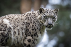 Wildpark Lüneburger Heide Juni 2016 Wildpark Lüneburger Heide Juni 2016