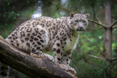 Wildpark Lüneburger Heide Juni 2016