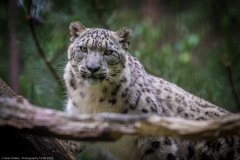Wildpark Lüneburger Heide Juni 2016