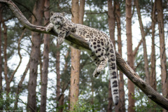 Wildpark Lüneburger Heide Juni 2016