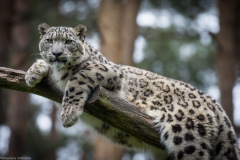 Wildpark Lüneburger Heide Juni 2016