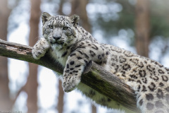 Wildpark Lüneburger Heide Juni 2016
