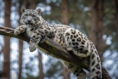 Wildpark Lüneburger Heide Juni 2016