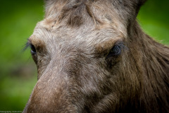 Wildpark Lüneburger Heide Juni 2016