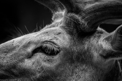 Wildpark Lüneburger Heide Juni 2016