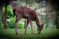 Wildpark Lüneburger Heide Juni 2016