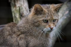 Wildpark Lüneburger Heide Juni 2016 Wildpark Lüneburger Heide Juni 2016