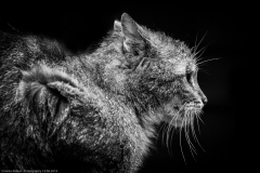 Wildpark Lüneburger Heide Juni 2016 Wildpark Lüneburger Heide Juni 2016