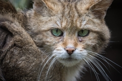 Wildpark Lüneburger Heide Juni 2016 Wildpark Lüneburger Heide Juni 2016