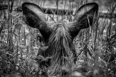 Wildpark Lüneburger Heide Juni 2016 Wildpark Lüneburger Heide Juni 2016