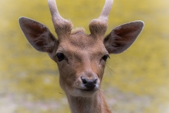 Wildpark Lüneburger Heide Juni 2016 Wildpark Lüneburger Heide Juni 2016