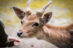 Wildpark Lüneburger Heide Juni 2016 Wildpark Lüneburger Heide Juni 2016