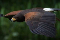 Wildpark Lüneburger Heide Juni 2016 Wildpark Lüneburger Heide Juni 2016