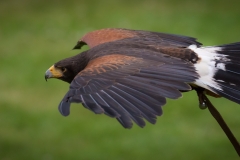Wildpark Lüneburger Heide Juni 2016 Wildpark Lüneburger Heide Juni 2016