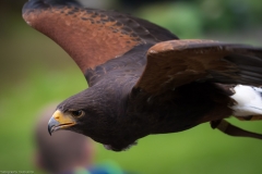 Wildpark Lüneburger Heide Juni 2016 Wildpark Lüneburger Heide Juni 2016