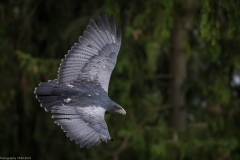 Wildpark Lüneburger Heide Juni 2016 Wildpark Lüneburger Heide Juni 2016