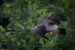 Wildpark Lüneburger Heide Juni 2016 Wildpark Lüneburger Heide Juni 2016