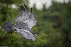 Wildpark Lüneburger Heide Juni 2016 Wildpark Lüneburger Heide Juni 2016