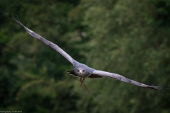 Wildpark Lüneburger Heide Juni 2016 Wildpark Lüneburger Heide Juni 2016
