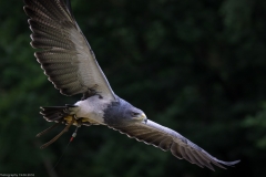 Wildpark Lüneburger Heide Juni 2016 Wildpark Lüneburger Heide Juni 2016