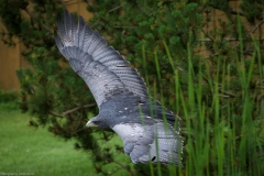 Wildpark Lüneburger Heide Juni 2016 Wildpark Lüneburger Heide Juni 2016