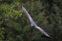 Wildpark Lüneburger Heide Juni 2016