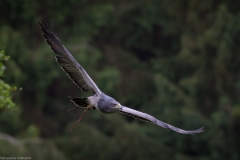 Wildpark Lüneburger Heide Juni 2016