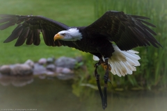 Wildpark Lüneburger Heide Juni 2016