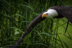 Wildpark Lüneburger Heide Juni 2016