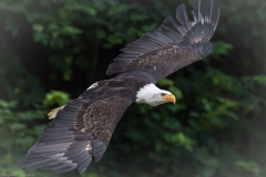Wildpark Lüneburger Heide Juni 2016