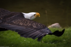 Wildpark Lüneburger Heide Juni 2016