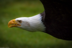 Wildpark Lüneburger Heide Juni 2016