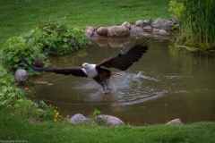 Wildpark Lüneburger Heide Juni 2016