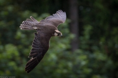 Wildpark Lüneburger Heide Juni 2016