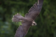 Wildpark Lüneburger Heide Juni 2016