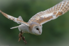 Wildpark Lüneburger Heide Juni 2016