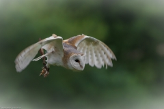 Wildpark Lüneburger Heide Juni 2016