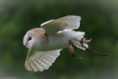 Wildpark Lüneburger Heide Juni 2016