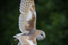 Wildpark Lüneburger Heide Juni 2016