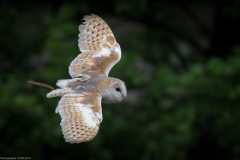 Wildpark Lüneburger Heide Juni 2016