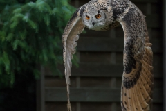 Wildpark Lüneburger Heide Juni 2016
