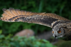 Wildpark Lüneburger Heide Juni 2016