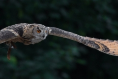 Wildpark Lüneburger Heide Juni 2016 Wildpark Lüneburger Heide Juni 2016