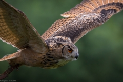 Wildpark Lüneburger Heide Juni 2016 Wildpark Lüneburger Heide Juni 2016