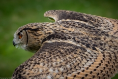 Wildpark Lüneburger Heide Juni 2016 Wildpark Lüneburger Heide Juni 2016
