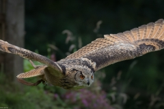 Wildpark Lüneburger Heide Juni 2016 Wildpark Lüneburger Heide Juni 2016