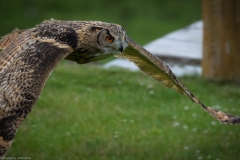 Wildpark Lüneburger Heide Juni 2016 Wildpark Lüneburger Heide Juni 2016