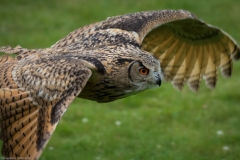 Wildpark Lüneburger Heide Juni 2016 Wildpark Lüneburger Heide Juni 2016